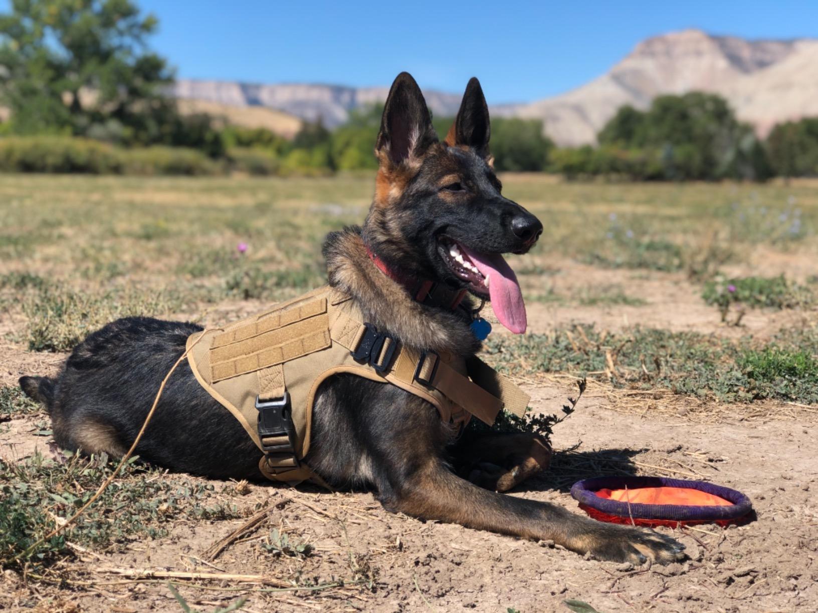 No-Pull Tactical K9 Dog Harness | Optimal Control & Training | Comfortable Fit & Lasting Quality - Petpet-Park